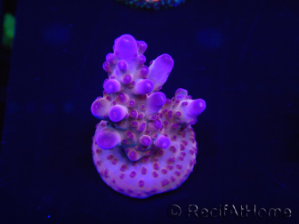 WYSIWYG Acropora tortuosa 15I5 Maricultura aclimatada led