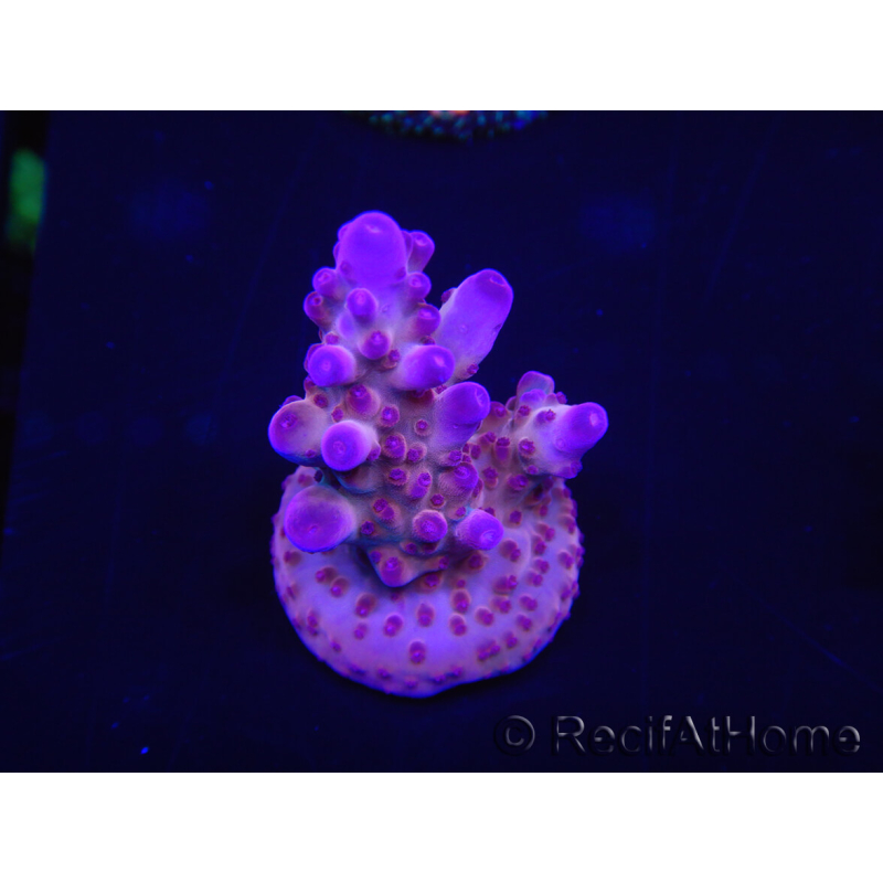 WYSIWYG Acropora tortuosa 15I5 Aquakultur akklimatisiert LED