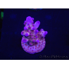 WYSIWYG Acropora tortuosa 15I5 Mariculture acclimated LED