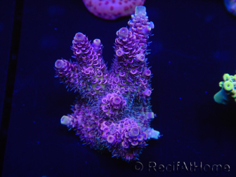 WYSIWYG Acropora rosaria 15I6 Marikultur akklimatisiert LED