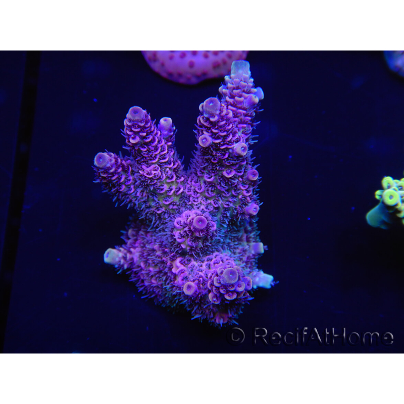 WYSIWYG Acropora rosaria 15I6 Mariculture acclimated LED