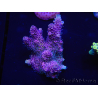 WYSIWYG Acropora rosaria 15I6 Mariculture acclimaté led