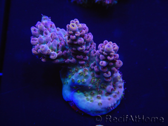 WYSIWYG Acropora rosaria 15I8 Maricultura acclimatata a LED