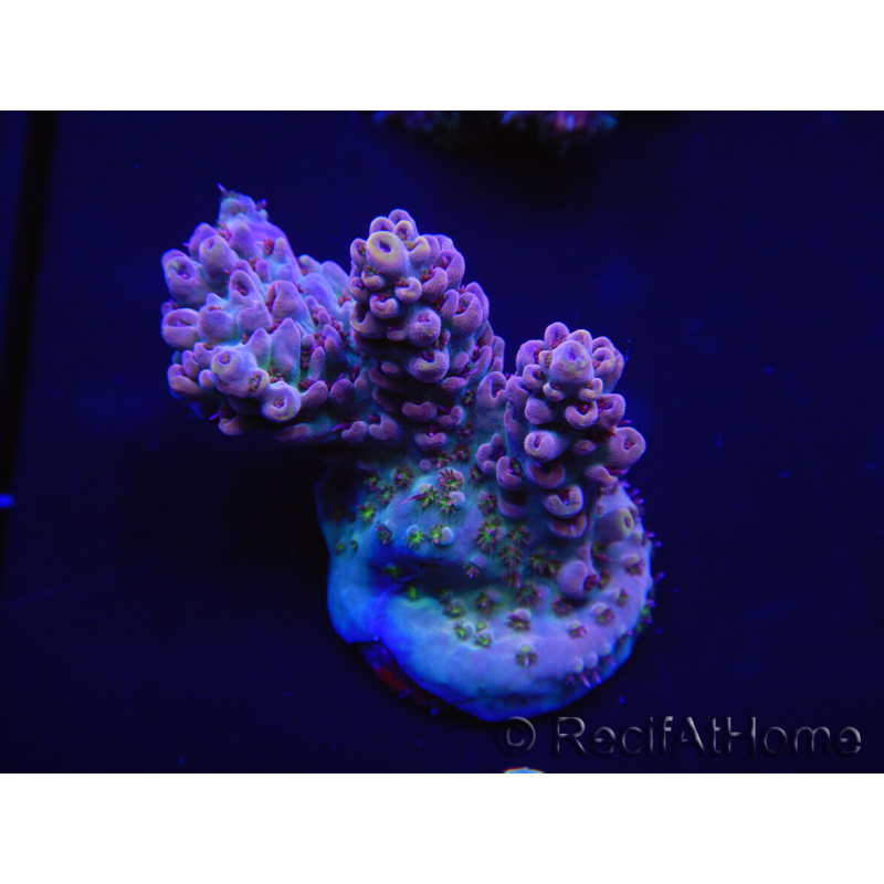 WYSIWYG Acropora rosaria 15I8 Maricultura acclimatata a LED