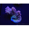 WYSIWYG Acropora rosaria 15I8 Maricultura acclimatata a LED