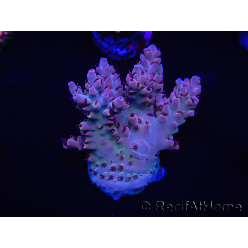 WYSIWYG Acropora spathulata 15J2 Australie acclimaté led