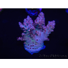 WYSIWYG Acropora spathulata 15J2 Australien akklimatisiert LED