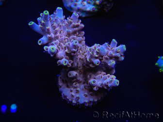 WYSIWYG Acropora rosaria 15J5 Mariculture acclimaté led