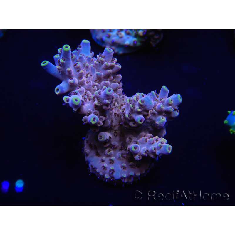 WYSIWYG Acropora rosaria 15J5 Maricoltura acclimatata led