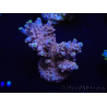 WYSIWYG Acropora rosaria 15J5 Mariculture acclimated LED