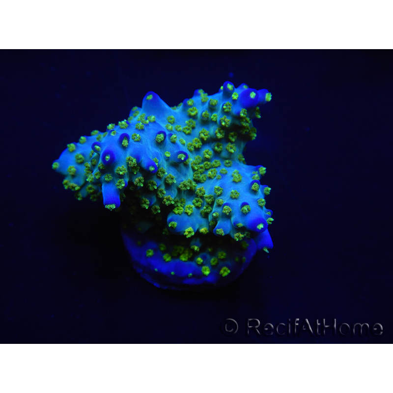 WYSIWYG Acropora millepora 15K7 Maricoltura acclimatato led