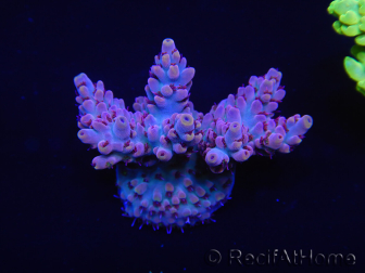 WYSIWYG Acropora 15L3 Maricoltura acclimatata a led