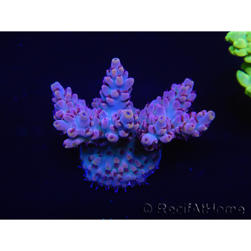 WYSIWYG Acropora 15L3 Maricoltura acclimatata a led