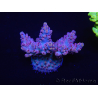 WYSIWYG Acropora 15L3 Maricoltura acclimatata a led