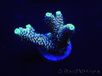 WYSIWYG Acropora aculeus 15M1 Australien eingewöhnt unter LED.