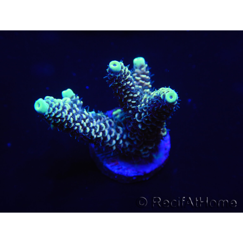 WYSIWYG Acropora aculeus 15M1 Australien eingewöhnt unter LED.