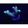 WYSIWYG Acropora aculeus 15M1 Australia acclimated LED