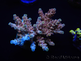 WYSIWYG Acropora aculeus 15M3 Australie acclimaté led