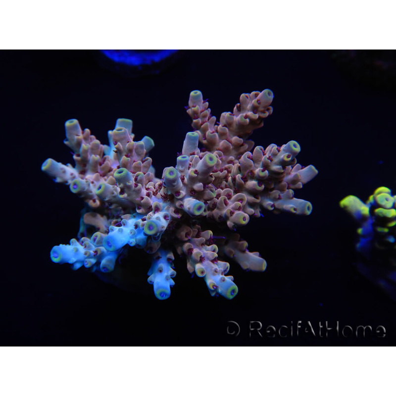 WYSIWYG Acropora aculeus 15M3 Australie acclimaté led