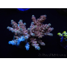 WYSIWYG Acropora aculeus 15M3 Australia aclimatado led