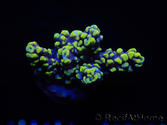 WYSIWYG Acropora millepora 15N4 Maricultura aclimatado a led