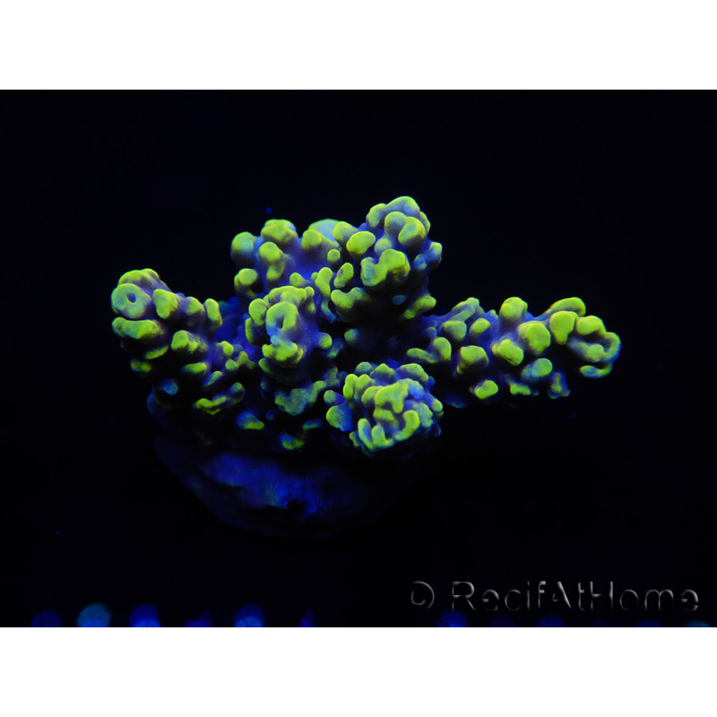 WYSIWYG Acropora millepora 15N4 Mariculture acclimaté led