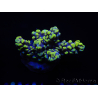 WYSIWYG Acropora millepora 15N4 Maricoltura acclimatata a LED