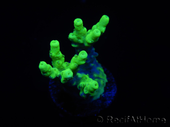 WYSIWYG Acropora 15N6 Maricoltura acclimatato a LED