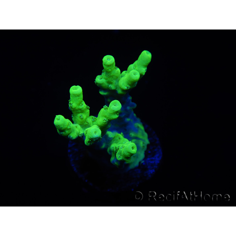 WYSIWYG Acropora millepora 15N6 Maricultura aclimatada LED