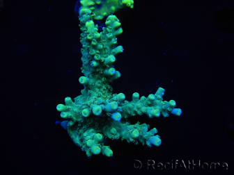 WYSIWYG Acropora 15O8 Marikultur akklimatisiert LED