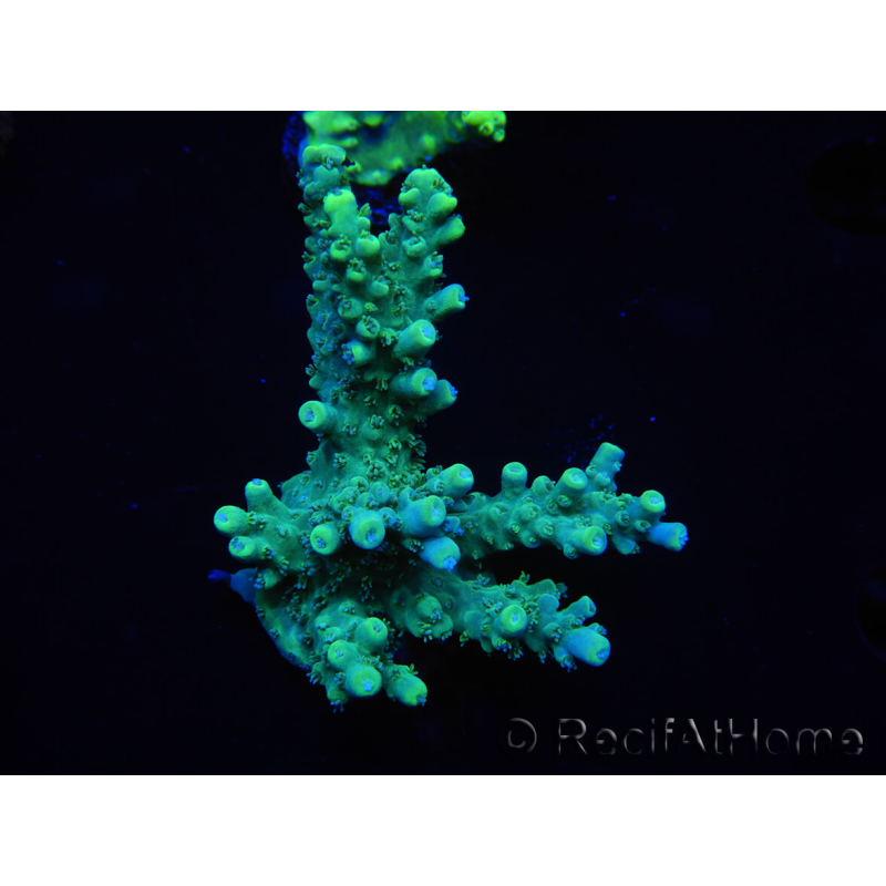 WYSIWYG Acropora 15O8 Mariculture acclimated LED