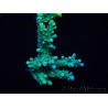 WYSIWYG Acropora 15O8 Maricultura aclimatada led