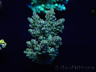 WYSIWYG Acropora millepora 15P2 Mariculture acclimaté led