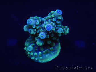 WYSIWYG Acropora aculeus 15P7 Australien an LED angepasst