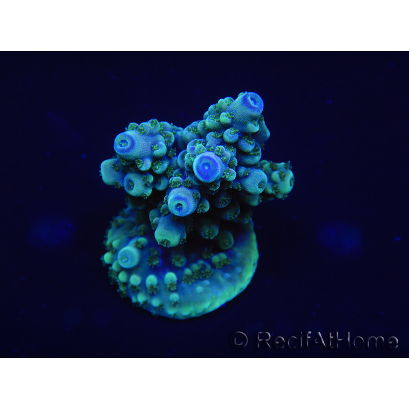 WYSIWYG Acropora aculeus 15P7 Australia aclimatado led