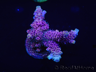 WYSIWYG Acropora millepora 15P9 Maricoltura Acclimatato a LED