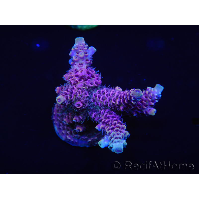 WYSIWYG Acropora millepora 15P9 Maricoltura Acclimatato a LED