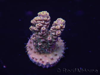 WYSIWYG Acropora tenuis 15A6 Maricoltura acclimatata a LED