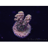 WYSIWYG Acropora tenuis 15A6 Maricoltura acclimatata a LED