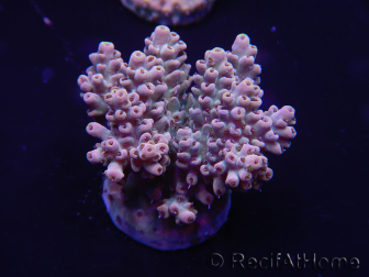 WYSIWYG Acropora tenuis 15A8 Maricoltura acclimatata led