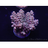 WYSIWYG Acropora tenuis 15A8 Maricoltura acclimatata led