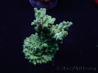 WYSIWYG Acropora tenuis 15B5 Maricultura acclimatata led