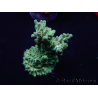 WYSIWYG Acropora tenuis 15B5 Maricultura acclimatata led