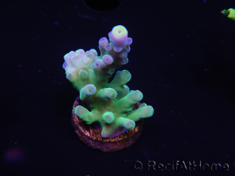 WYSIWYG Acropora 15B8 Australia acclimatato a led