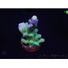 WYSIWYG Acropora 15B8 Australia acclimatato a led