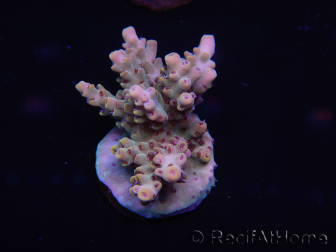 WYSIWYG Acropora millepora 15C1 Maricoltura acclimatata LED