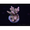 WYSIWYG Acropora millepora 15C1 Maricoltura acclimatata LED