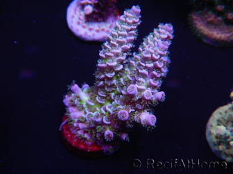 WYSIWYG Acropora tenuis 15C3 Mariculture acclimaté led