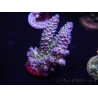 WYSIWYG Acropora tenuis 15C3 Mariculture acclimaté led