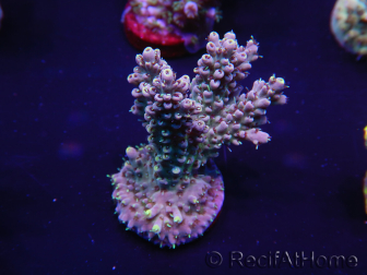 WYSIWYG Acropora 15C4 Australie acclimaté led